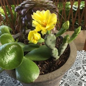 Meet your Posher, Valentina